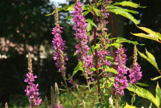 Lythrum salicariaGrote kattestaart bestellen